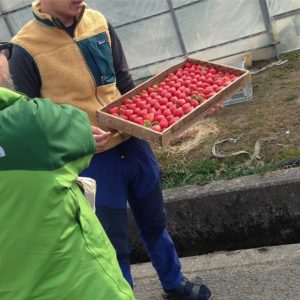 ストロベリーファーム