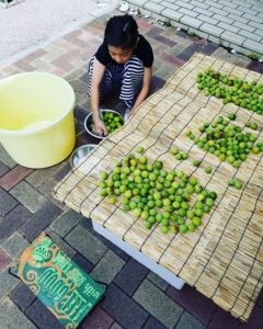娘たちと梅干し作り!