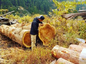 ウッドボード用　木頭杉の大径木