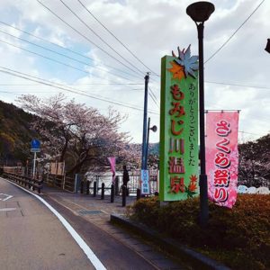 本日午後からもみじ川温泉さくら祭り開催します！