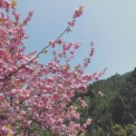 KUKU工房付近八重桜が満開!