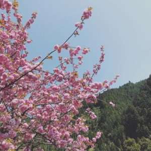 KUKU工房付近八重桜が満開！