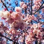 蜂須賀桜 in 徳島