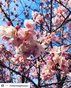 蜂須賀桜 in 徳島