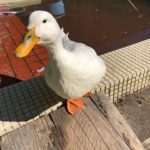 ヨンロッパでカワイイお出迎え