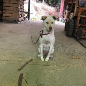 木工所の番犬タマ