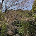 木工所の周りのサクラもそろそろ