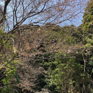 木工所の周りのサクラもそろそろ